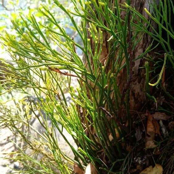 Psilotum nudum Leaf