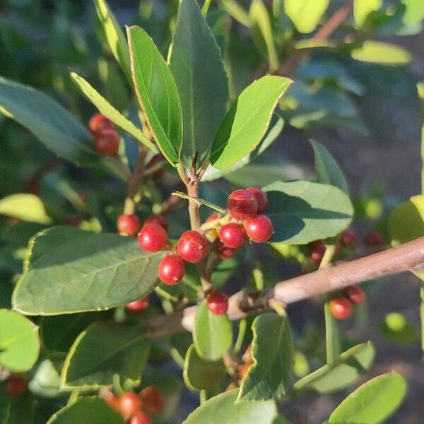 Rhamnus alaternus Fruit