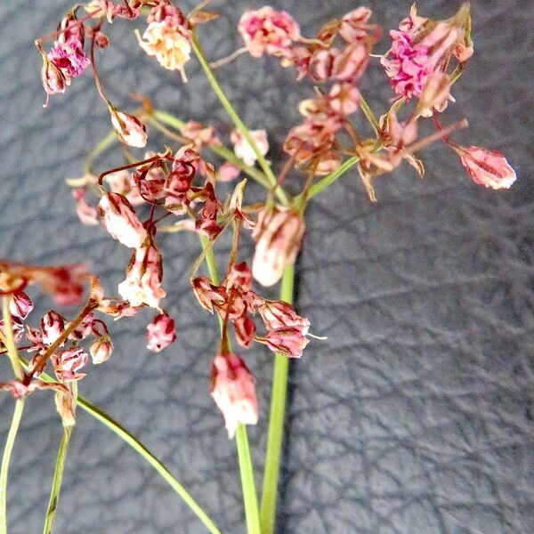 Gypsophila paniculata 花