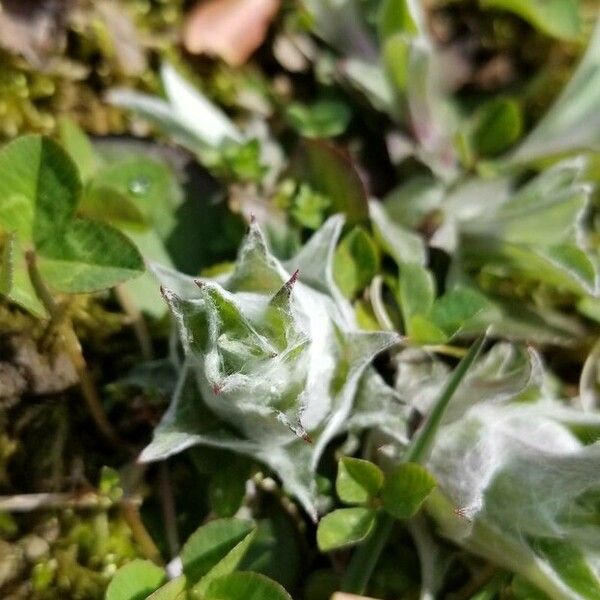 Salvia aethiopis Leaf