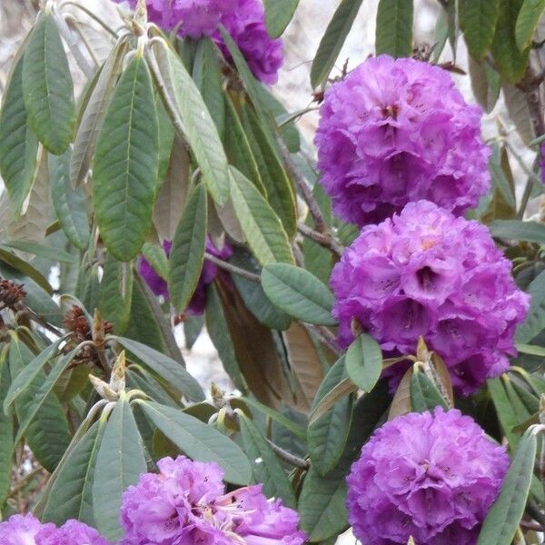 Rhododendron niveum 花