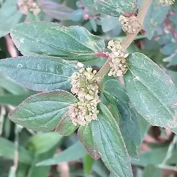 Euphorbia hirta Foglia