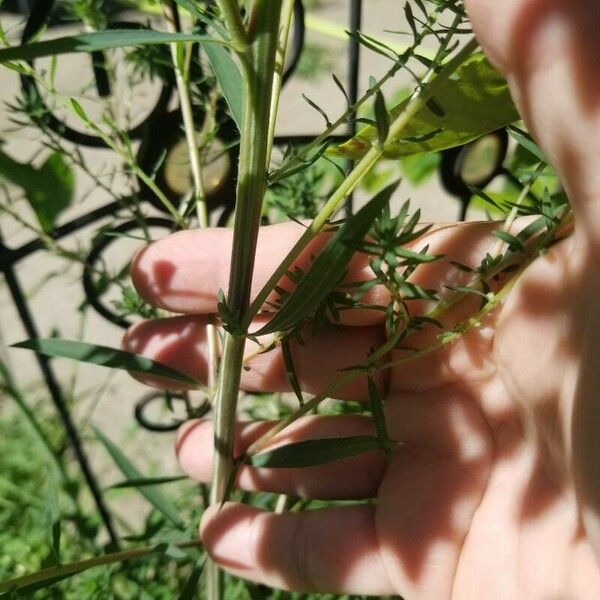 Artemisia biennis Corteza