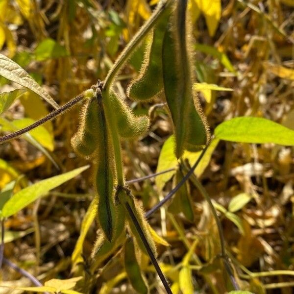 Glycine max Fruit