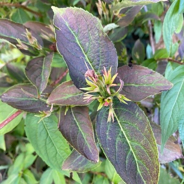 Diervilla lonicera Feuille