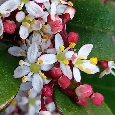 Skimmia japonica फूल