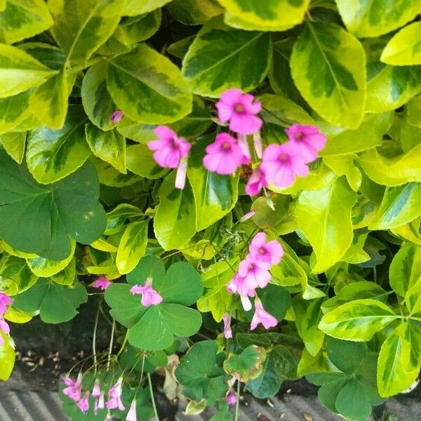 Oxalis articulata Blüte