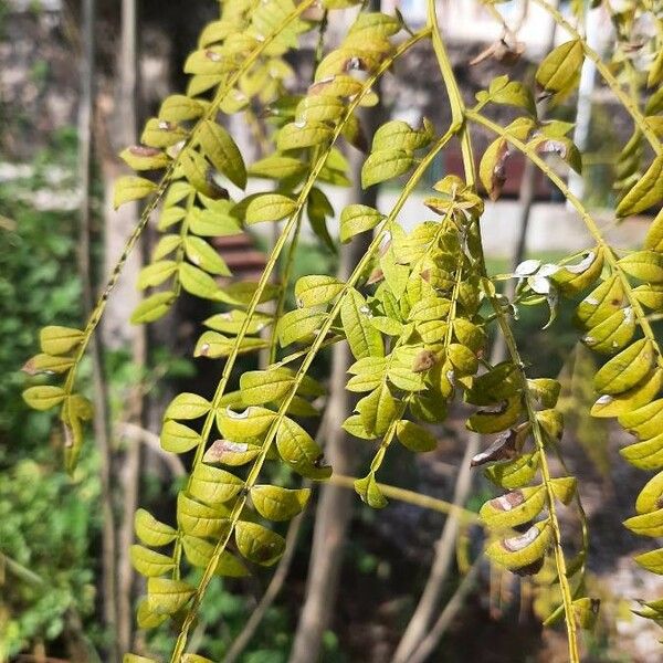 Jacaranda mimosifolia Лист