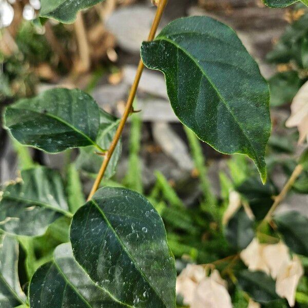 Bougainvillea glabra Yaprak