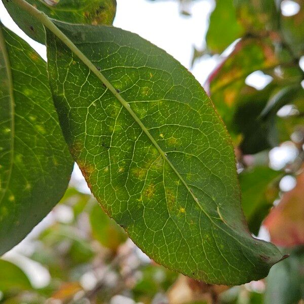 Euonymus europaeus 叶