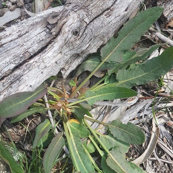 Rumex brownii Deilen