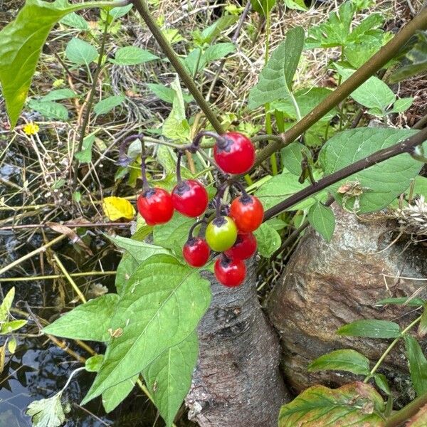 Solanum dulcamara Fruitua