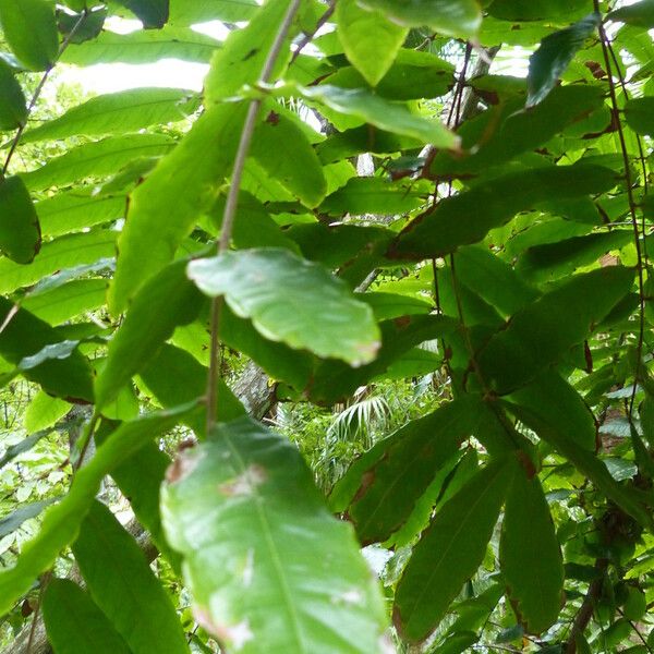 Brownea grandiceps Leaf