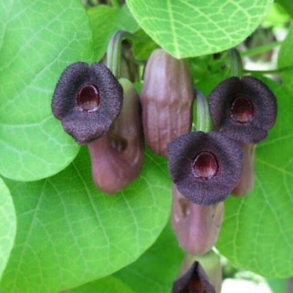 Aristolochia macrophylla 花