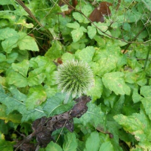 Echinops sphaerocephalus 花