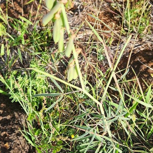Crotalaria brevidens Плід
