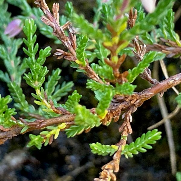 Calluna vulgaris Blad