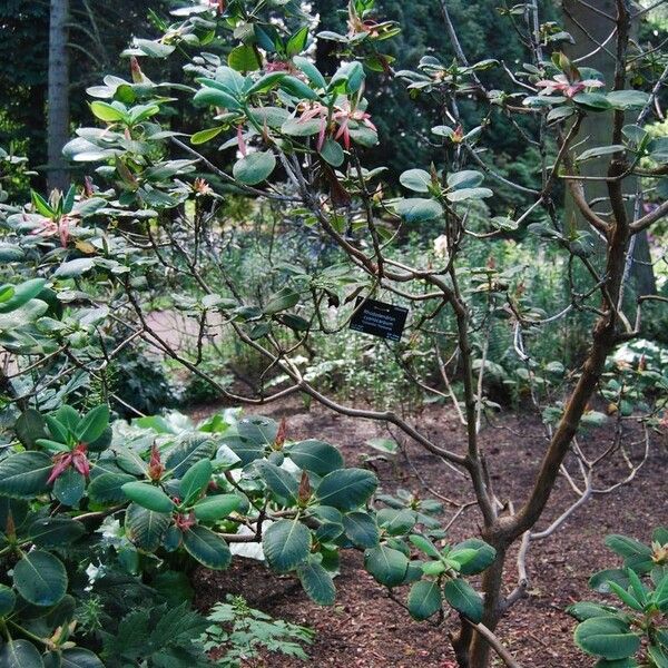 Rhododendron cyanocarpum