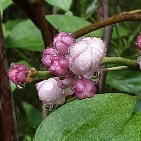 Fortunella japonica 花