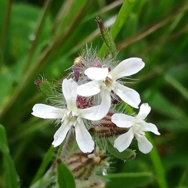 Silene gallica Blomst