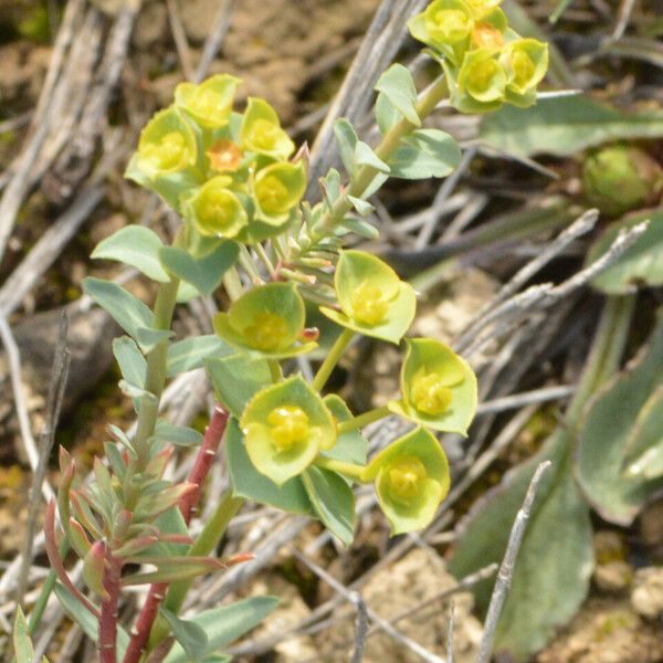 Euphorbia falcata Habitus