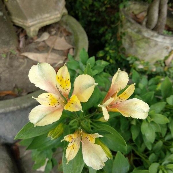 Alstroemeria aurea 花