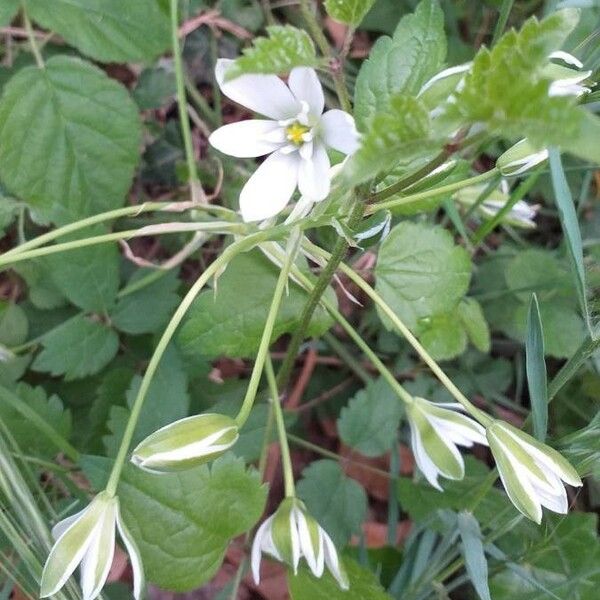 Ornithogalum umbellatum Flower