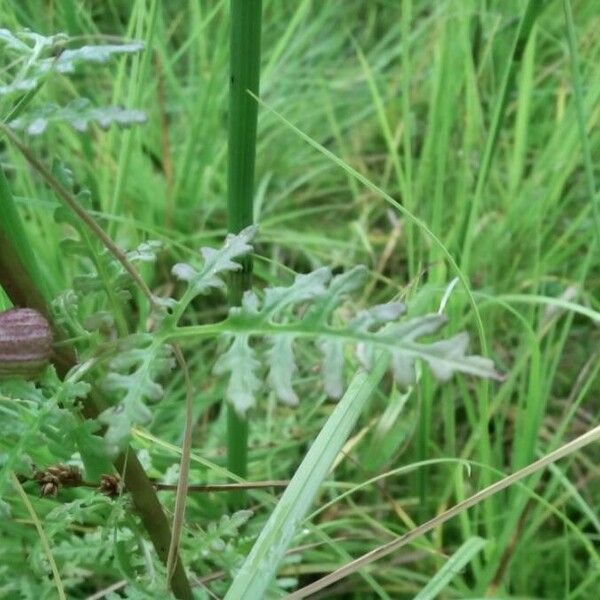 Pedicularis palustris Blatt