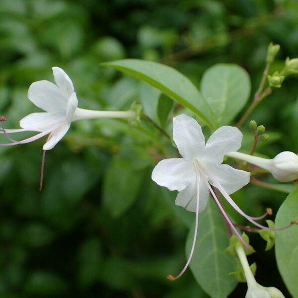 Volkameria inermis Flower