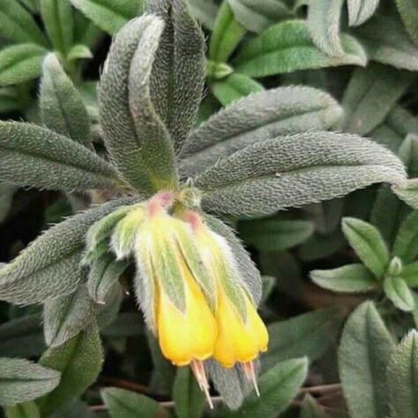 Onosma frutescens Leht