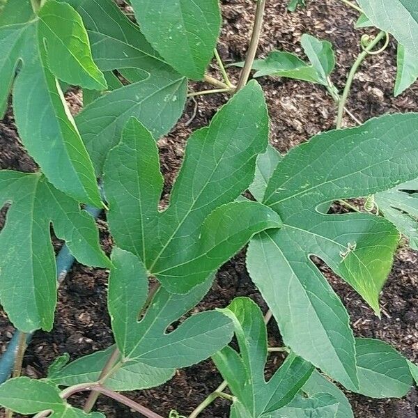 Passiflora incarnata Folha