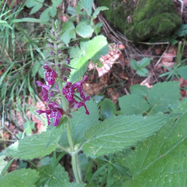 Stachys alpina Flower