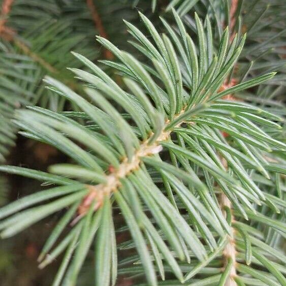 Picea sitchensis Ostatní