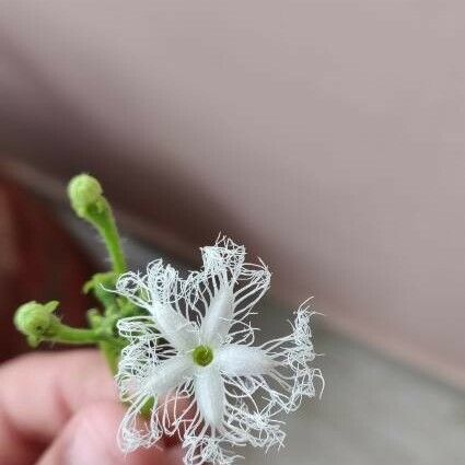 Trichosanthes cucumerina Fleur