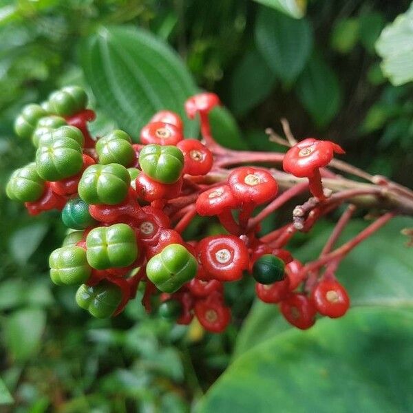 Clerodendrum speciosissimum Plod