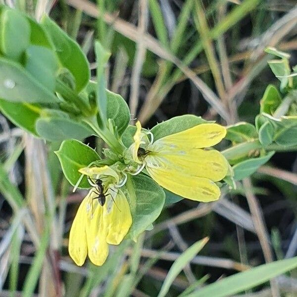 Justicia flava Flower