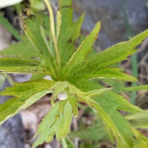 Anemonastrum canadense Leaf