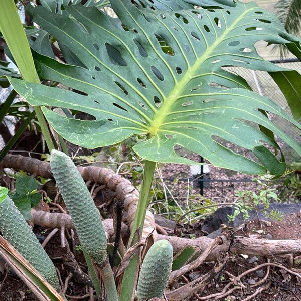 Monstera deliciosa Ліст