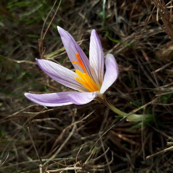 Crocus versicolor Цвят