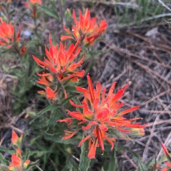 Castilleja pruinosa Flower