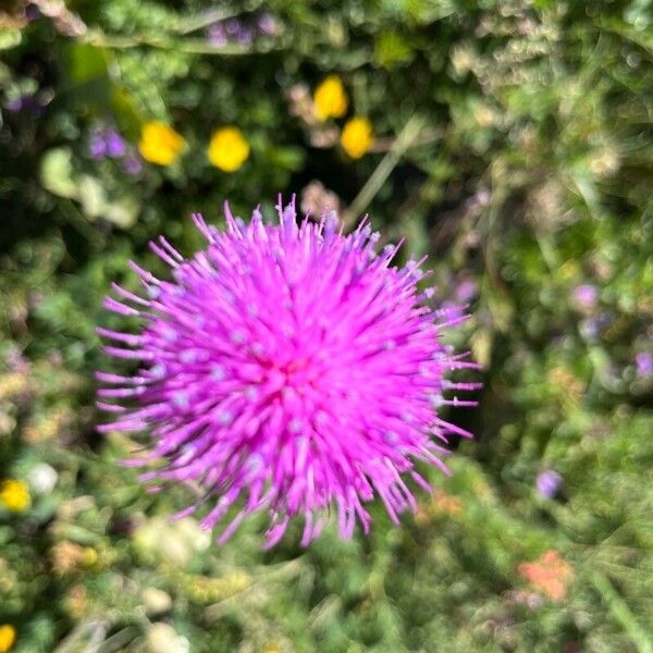 Cirsium tuberosum Virág