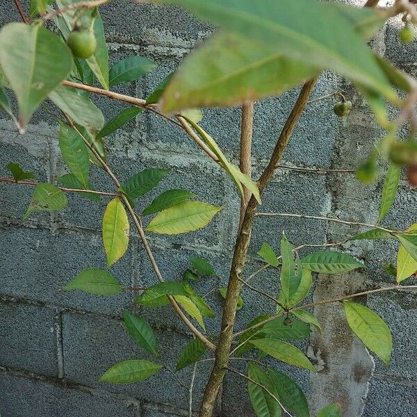 Camellia sinensis Blatt