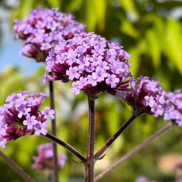 Verbena bonariensis Flor