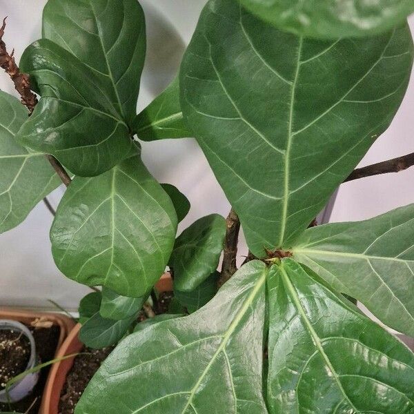 Ficus lyrata Blatt