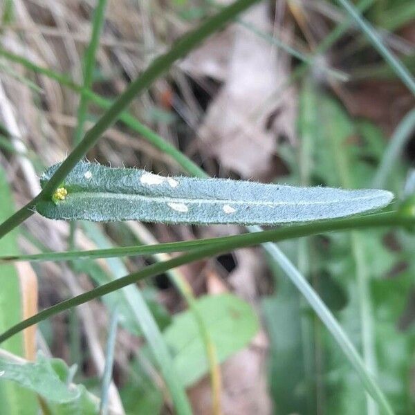 Biscutella laevigata Levél