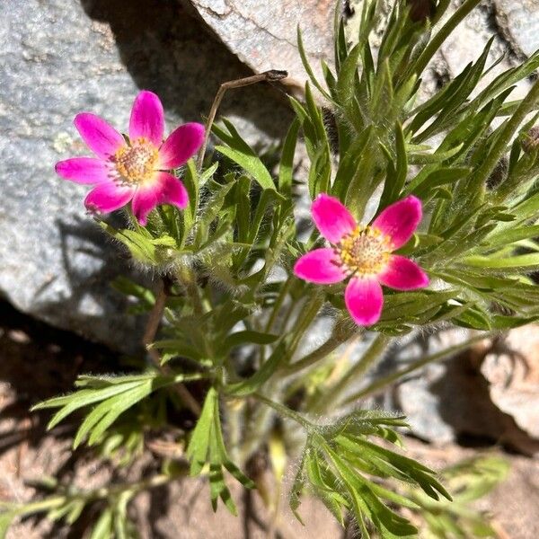 Anemone multifida Kwiat