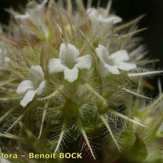 Thymus pannonicus Flower