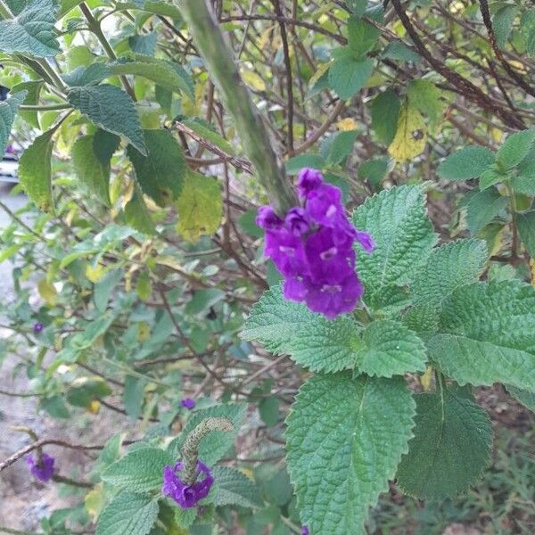 Stachytarpheta indica Кветка