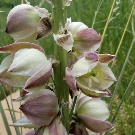 Yucca glauca Fiore