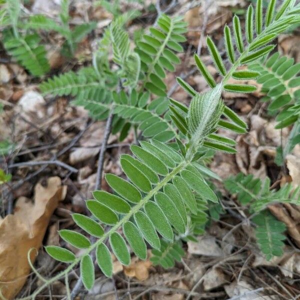 Vicia incana Frunză